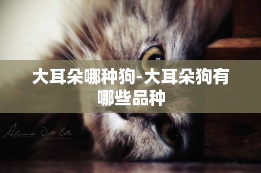 大耳朵哪種狗-大耳朵狗有哪些品種