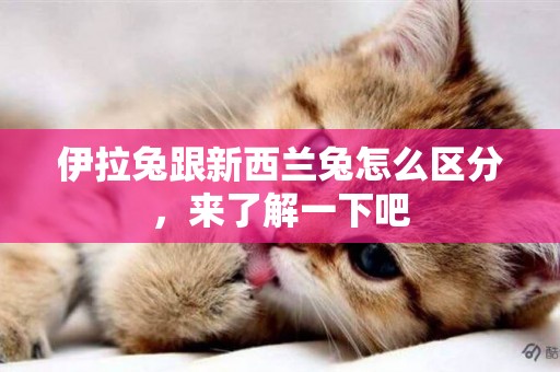 伊拉兔跟新西蘭兔怎么區分，來了解一下吧
