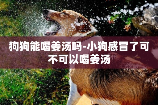 狗狗能喝姜湯嗎-小狗感冒了可不可以喝姜湯
