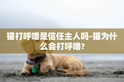 貓打呼嚕是信任主人嗎-貓為什么會打呼嚕?