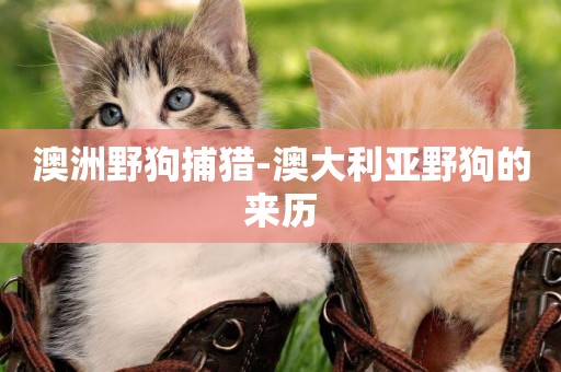 澳洲野狗捕獵-澳大利亞野狗的來歷