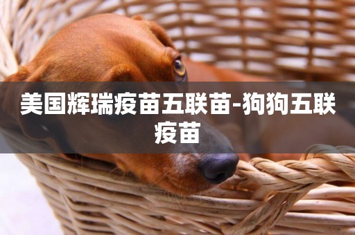美國輝瑞疫苗五聯苗-狗狗五聯疫苗