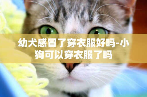 幼犬感冒了穿衣服好嗎-小狗可以穿衣服了嗎