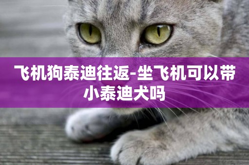 飛機狗泰迪往返-坐飛機可以帶小泰迪犬嗎