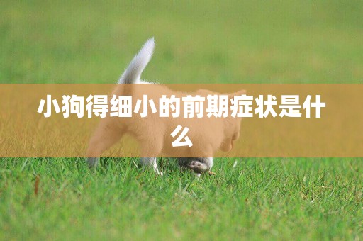 小狗得細小的前期癥狀是什么