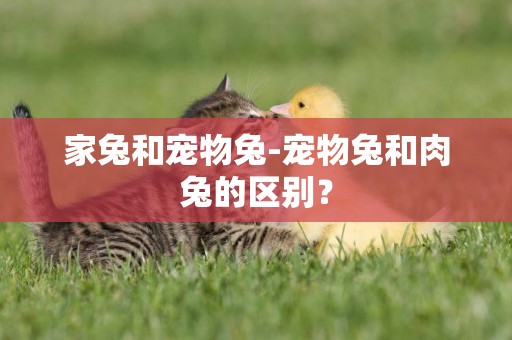 家兔和寵物兔-寵物兔和肉兔的區別？