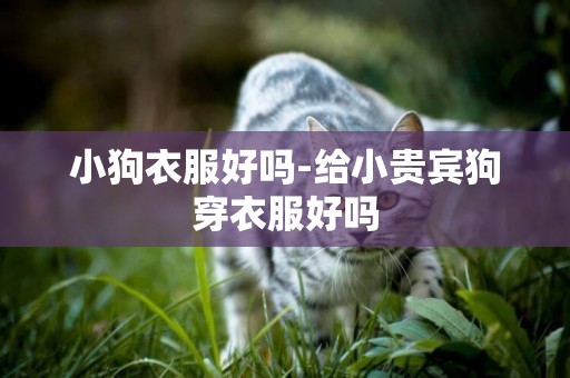 小狗衣服好嗎-給小貴賓狗穿衣服好嗎