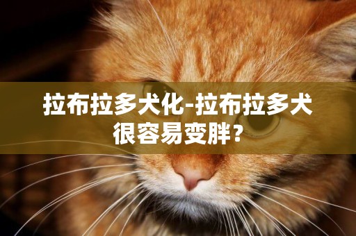 拉布拉多犬化-拉布拉多犬很容易變胖？