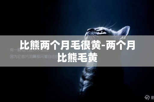 比熊兩個月毛很黃-兩個月比熊毛黃