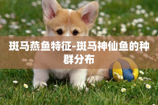 斑馬燕魚特征-斑馬神仙魚的種群分布