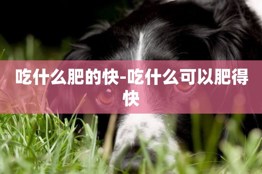 吃什么肥的快-吃什么可以肥得快