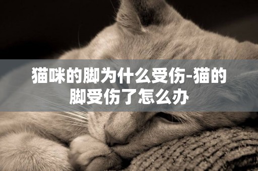 貓咪的腳為什么受傷-貓的腳受傷了怎么辦