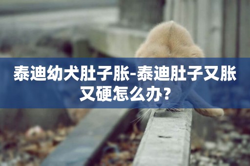 泰迪幼犬肚子脹-泰迪肚子又脹又硬怎么辦？