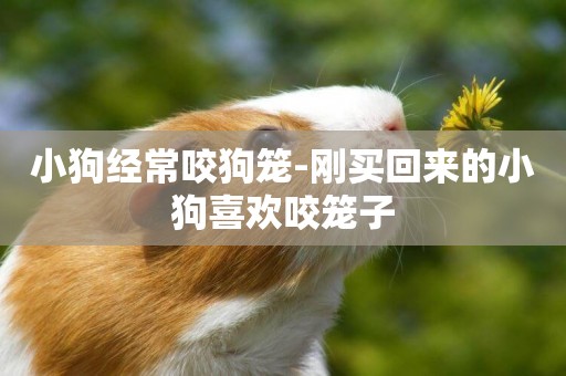 小狗經常咬狗籠-剛買回來的小狗喜歡咬籠子