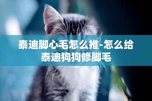 泰迪腳心毛怎么推-怎么給泰迪狗狗修腳毛