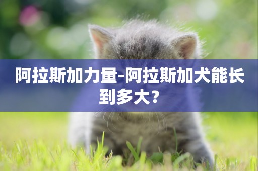 阿拉斯加力量-阿拉斯加犬能長到多大？