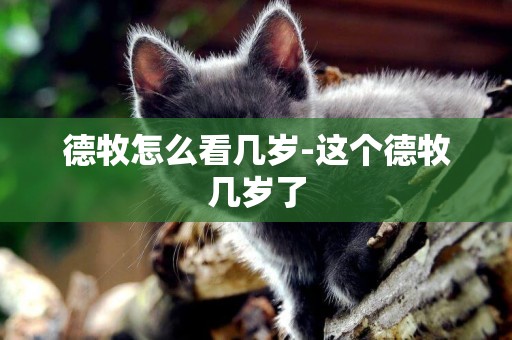 德牧怎么看幾歲-這個德牧幾歲了