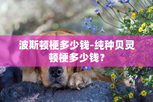 波斯頓梗多少錢-純種貝靈頓梗多少錢？