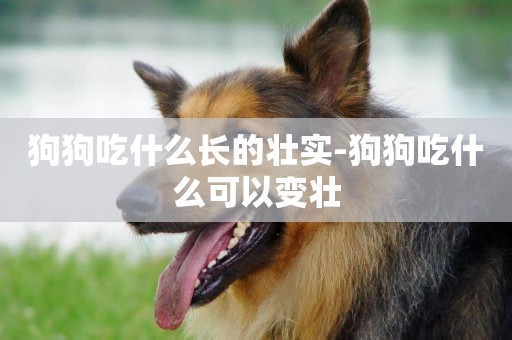 狗狗吃什么長的壯實-狗狗吃什么可以變壯