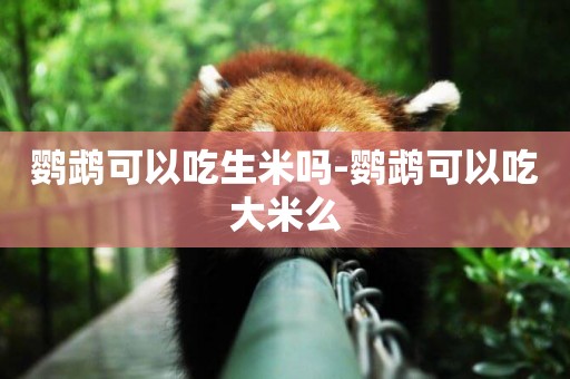 鸚鵡可以吃生米嗎-鸚鵡可以吃大米么