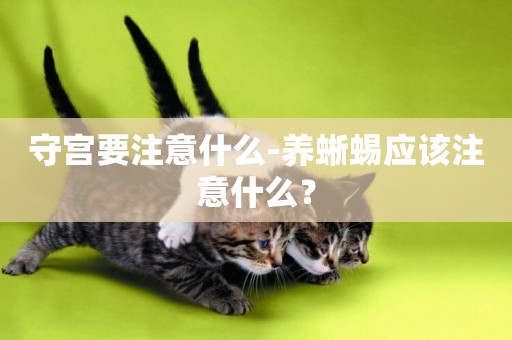守宮要注意什么-養蜥蜴應該注意什么？