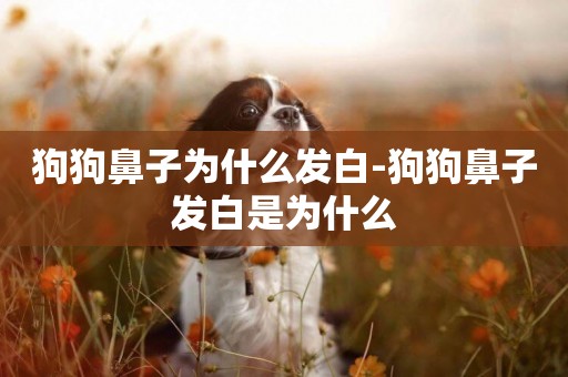 狗狗鼻子為什么發白-狗狗鼻子發白是為什么
