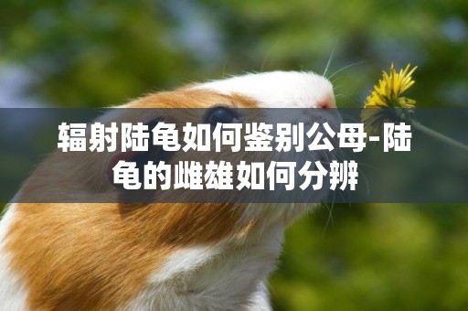 輻射陸龜如何鑒別公母-陸龜的雌雄如何分辨