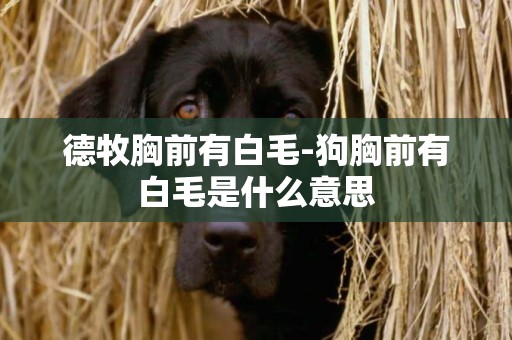 德牧胸前有白毛-狗胸前有白毛是什么意思