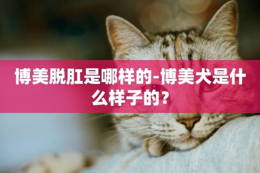 博美脫肛是哪樣的-博美犬是什么樣子的？