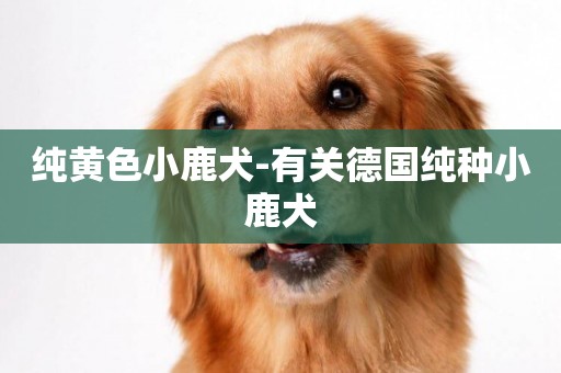 純黃色小鹿犬-有關德國純種小鹿犬