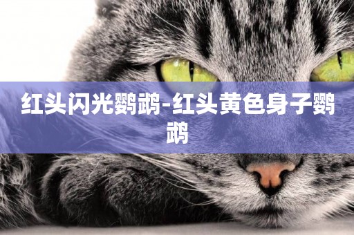 紅頭閃光鸚鵡-紅頭黃色身子鸚鵡