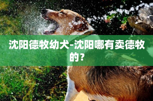 沈陽德牧幼犬-沈陽哪有賣德牧的？