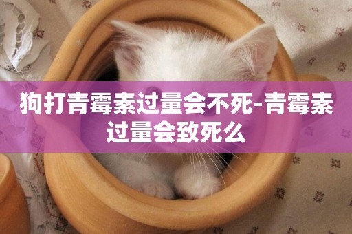狗打青霉素過量會不死-青霉素過量會致死么