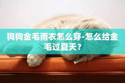 狗狗金毛雨衣怎么穿-怎么給金毛過夏天？