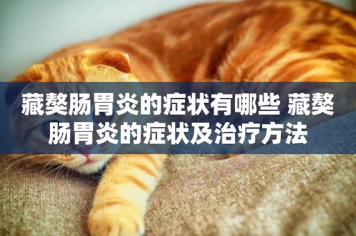 藏獒腸胃炎的癥狀有哪些 藏獒腸胃炎的癥狀及治療方法