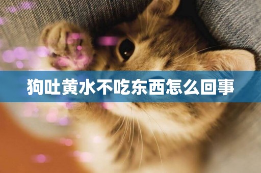 狗吐黃水不吃東西怎么回事