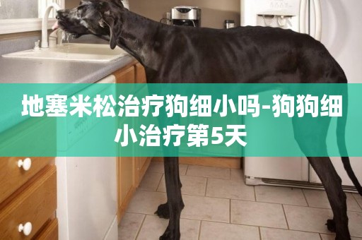地塞米松治療狗細小嗎-狗狗細小治療第5天