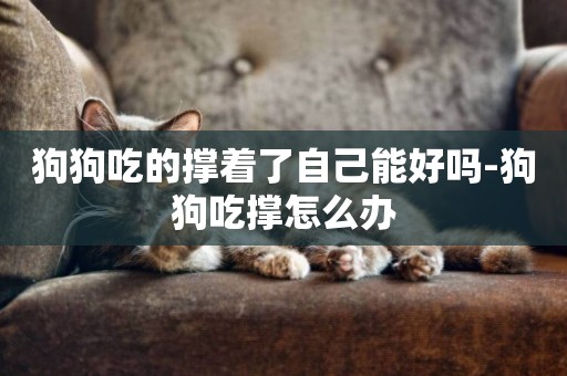 狗狗吃的撐著了自己能好嗎-狗狗吃撐怎么辦