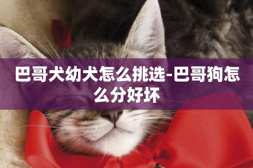 巴哥犬幼犬怎么挑選-巴哥狗怎么分好壞