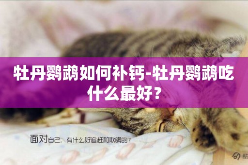 牡丹鸚鵡如何補鈣-牡丹鸚鵡吃什么最好？