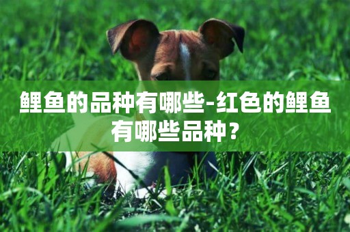 鯉魚的品種有哪些-紅色的鯉魚有哪些品種？