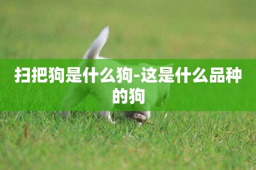 掃把狗是什么狗-這是什么品種的狗