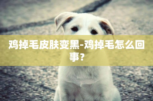 雞掉毛皮膚變黑-雞掉毛怎么回事？
