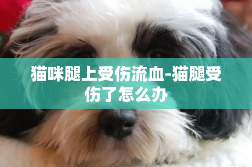 貓咪腿上受傷流血-貓腿受傷了怎么辦