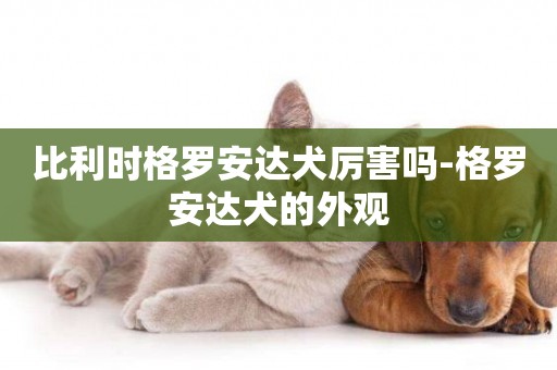 比利時格羅安達犬厲害嗎-格羅安達犬的外觀