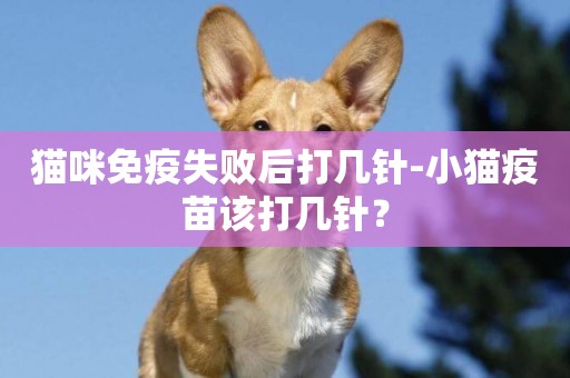 貓咪免疫失敗后打幾針-小貓疫苗該打幾針？
