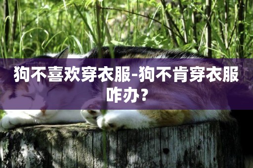 狗不喜歡穿衣服-狗不肯穿衣服咋辦？