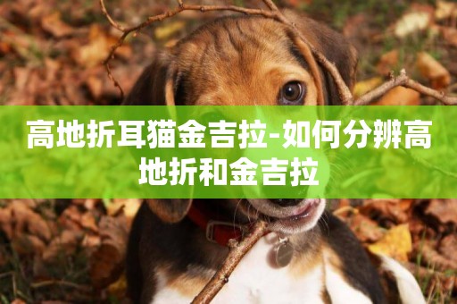 高地折耳貓金吉拉-如何分辨高地折和金吉拉