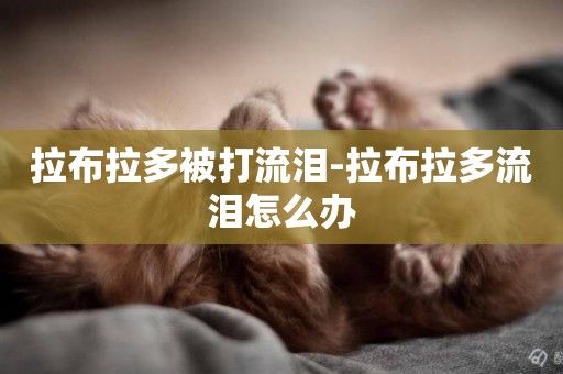 拉布拉多被打流淚-拉布拉多流淚怎么辦