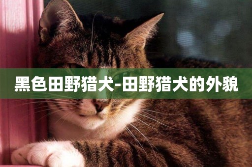 黑色田野獵犬-田野獵犬的外貌